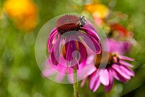 Honeybee on Purple Coneflower in Yampa River Botanical Garden