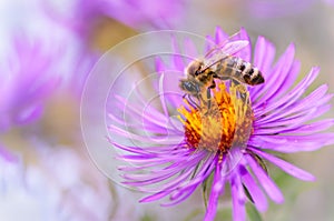 Honeybee on purple flower photo