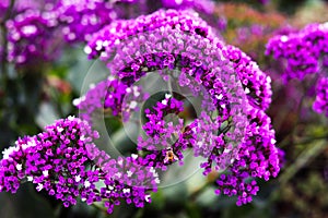 Honeybee on Purple and White Flowers