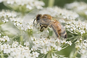 Honeybee on Queen Anne lace flower blossom