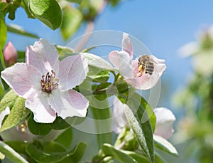Honeybee on quince flower