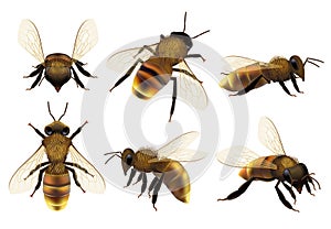 Honeybee realistic. Different wildlife danger insects flying wasp natural botanical fauna vector closeup pictures of bee