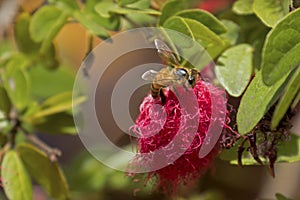 Honeybee on Red Powderpuff