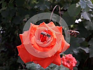 Honeybee on a red rose in search of nectar.