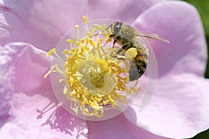 Honeybee On Rose photo