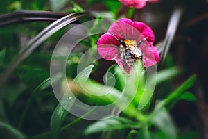 A honeybee searches for nectar