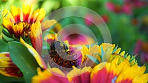 Honeybee on showy and bright Gaillardia pulchella flower close up.