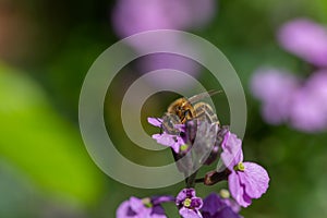 Honeybee sitting on a Erysimum Bowles Mauve flower