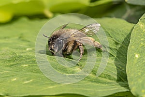 a honeybee sitting in the garden on a leaf in the sunshine