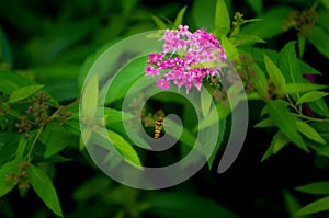 Honeybee  and  Spiraea