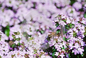 Honeybee on spring thyme flowers