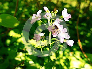 Honeybee sucking nectar out of wildflower photo