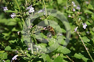 Ape aspirazione nettare piccolo viola fiori 