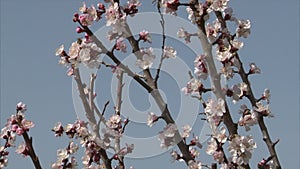 Honeybee is suckling nectar from apricot blossom.
