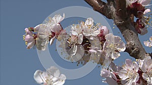 Honeybee is suckling nectar from apricot blossom