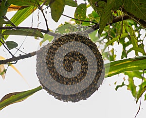 Honeybee swarm hanging on guava tree in nature after rainning