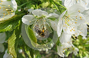 Bee on sweet-cherry flowers in the garden, europe