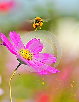 Honeybee taking off