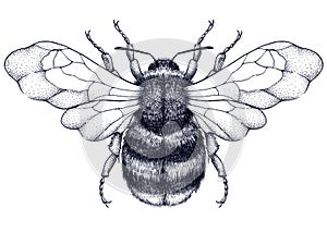 Honeybee tattoo. Dotwork tattoo. Mystical symbol of diligence, economy, purity, immortality, fertility and chastity photo