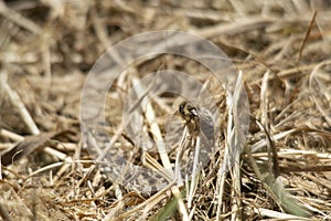 Honeybee on the thatcher on the ground