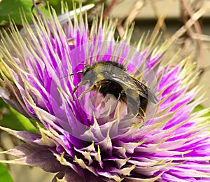 Honeybee visits Lavender Clematis