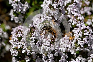 Honeybee which is a member of the genus Apis Asclepias tuberosa on the flowers of thyme.