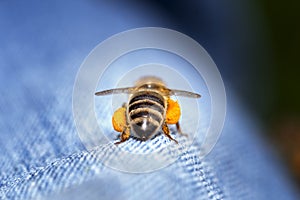 Honeybee whit polls photo