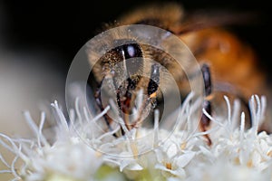 Honeybee White Flower