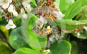 Honeybee on white flowers in the garden