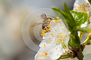 Honeybee on white plum flowers macro