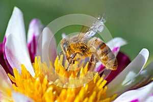 Honeybee on white-purple daisy flower