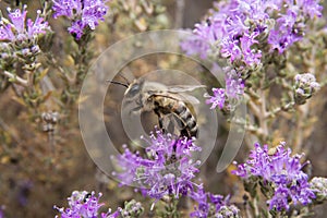 A honeybee on wild thyme