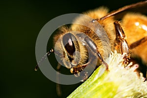 Honeybee Wildflower