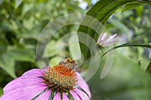 Honeybee worker on a pink orange coneflower in a garden collecting pollen