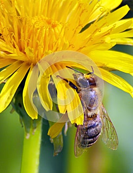 Honeybee on yellow blossom