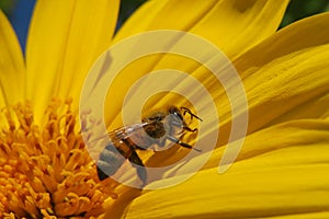 Honeybee on yellow flower closeup