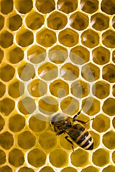 Honeybees - Apis mellifera - at the beehive