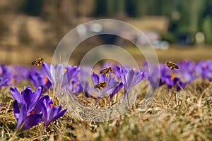 Honeybees Apis mellifera, bees flying over the crocuses in the spring