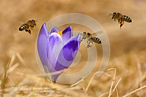 Honeybees Apis mellifera, bees flying over the crocuses in the spring