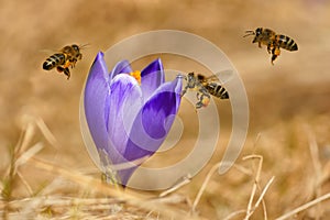 Honeybees Apis mellifera, bees flying over the crocuses in the spring photo