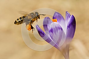 Honeybees Apis mellifera, bees flying over the crocuses in the spring photo