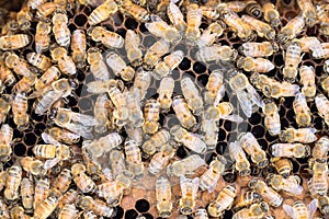 Honeybees on brood comb