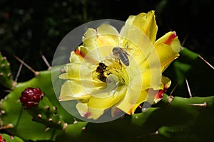 Honeybees on a cactus bloom.