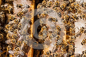 Honeybees photo