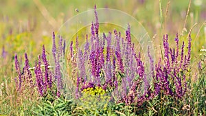 Honeybees collecting nectar and pollinating purple wildflowers