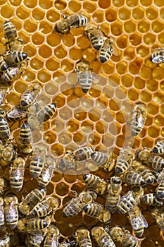Honeybees on a comb