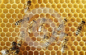 Honeybees on a comb photo