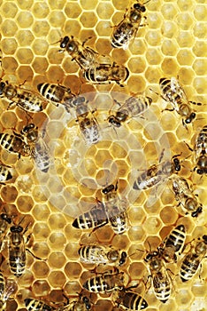 Honeybees on a comb photo