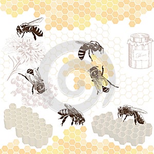 Honeybees on a comb