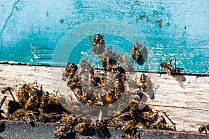 Honeybees entering hive. Bees at the entrance to the hive close-up on a blue background of the hive. Bees, beehive